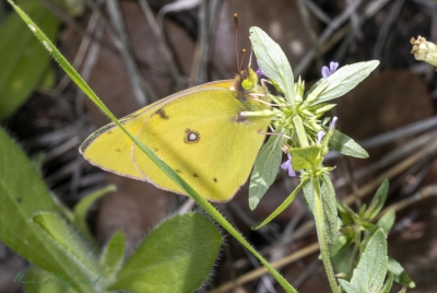 Clouded Sulphur Butterfly 2024